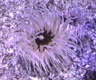 thm_ANEMONE1.jpg