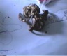 thm_CRAB2.jpg