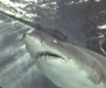 thm_shark1.jpg
